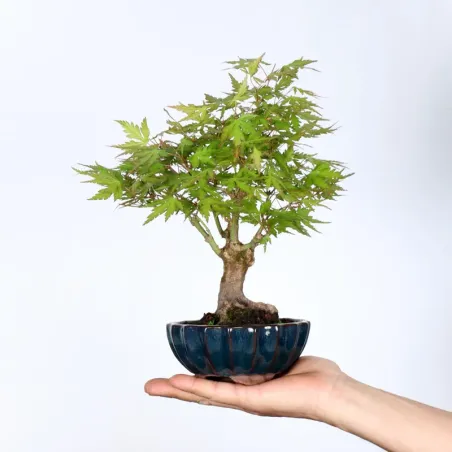Bonsai Erable Palmatum APS-2-5