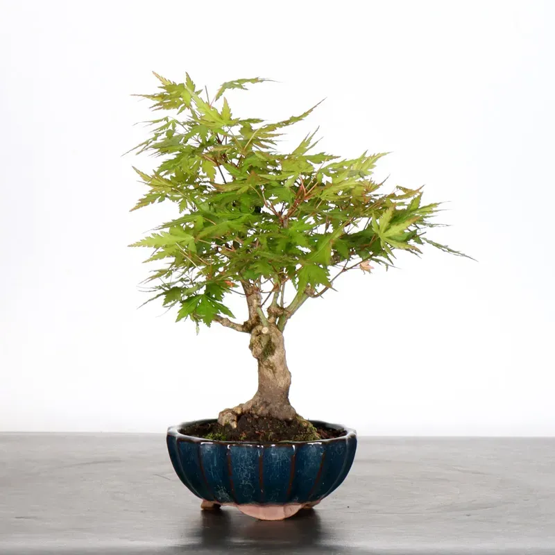 image supplémentaire - ÉRABLE DU JAPON "ACER...