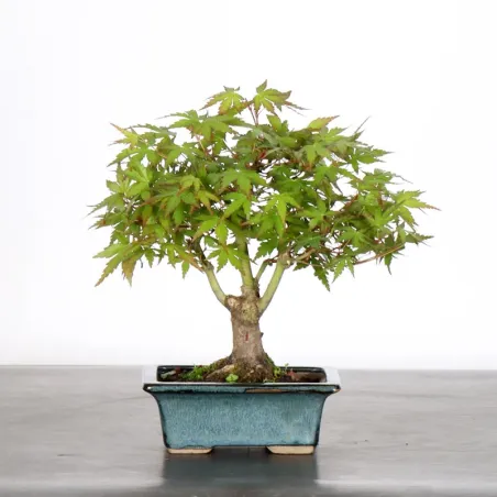 image supplémentaire - ÉRABLE DU JAPON "ACER...