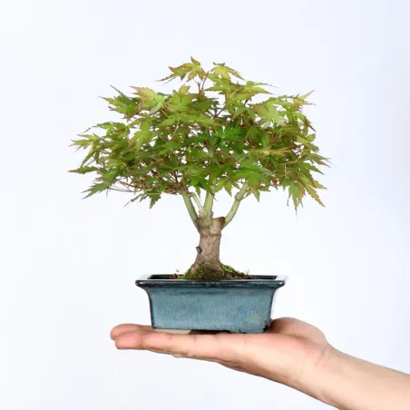Bonsai Erable Palmatum APS-1-10