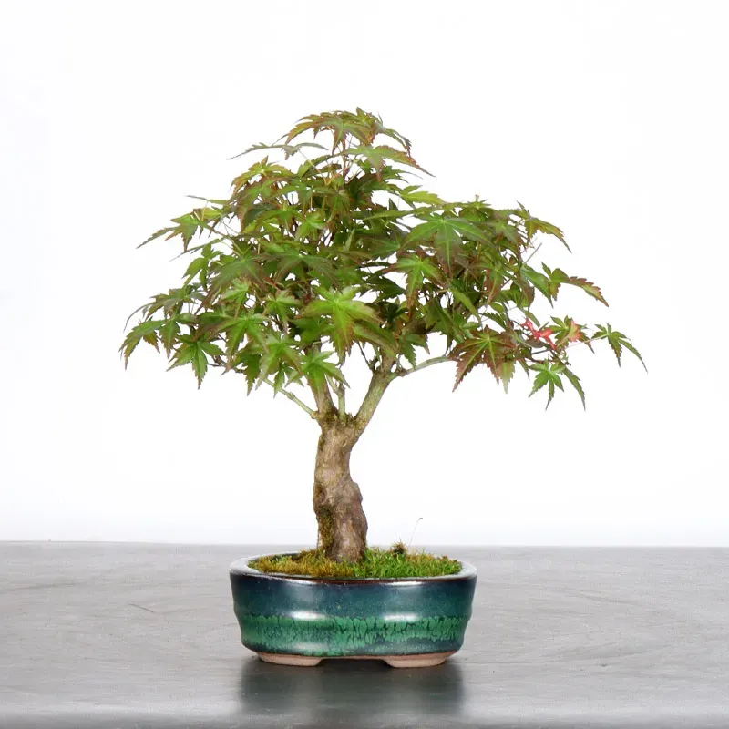 image supplémentaire - ÉRABLE DU JAPON "ACER...