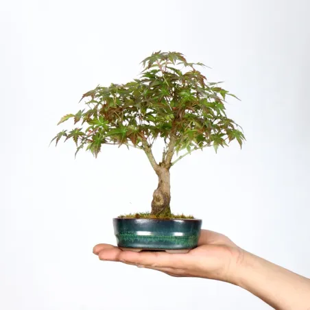 Bonsai Acer Palmatum Shohin APS-1-1