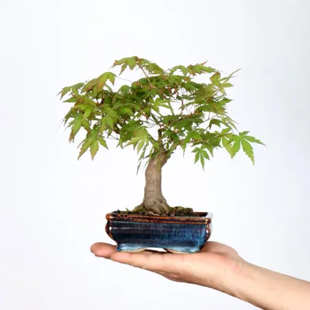 Japanese Maple "ACER PALMATUM SHOHIN" 1-7