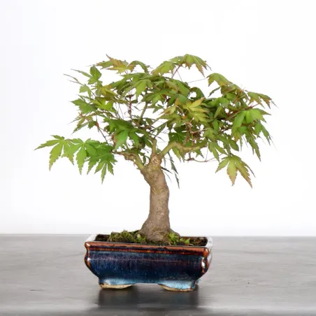 image supplémentaire - Japanese Maple "ACER...