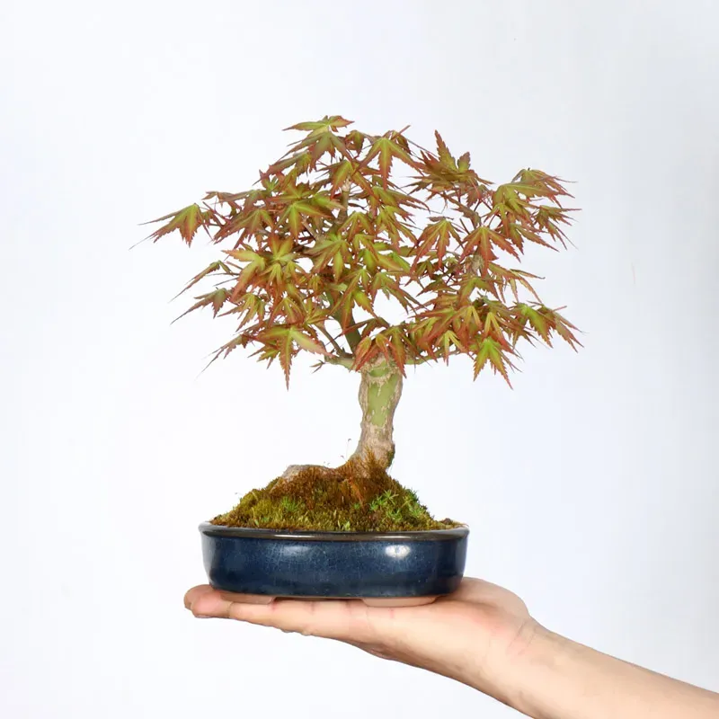 Maple Bonsai Palmatum Shohin APS-2-1