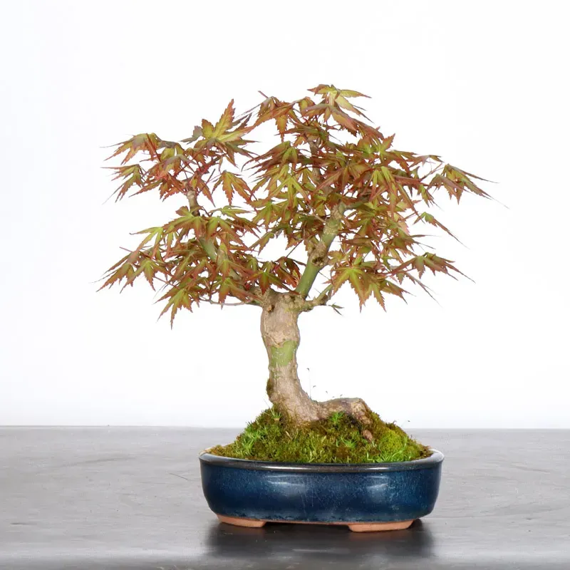 image supplémentaire - ÉRABLE DU JAPON "ACER...