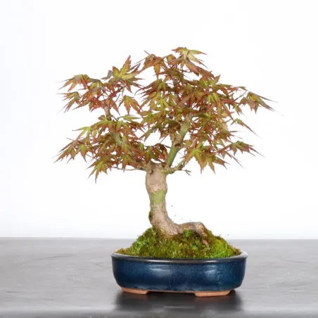 image supplémentaire - Japanese Maple "ACER...