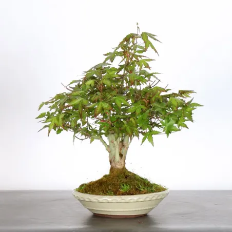 image supplémentaire - ÉRABLE DU JAPON "ACER...