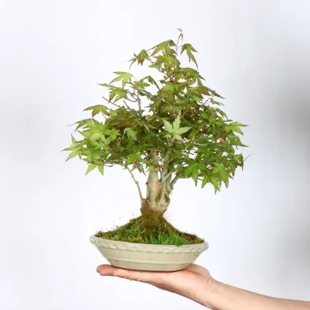 Bonsai Erable Palmatum APS-1-15