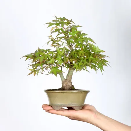 Bonsai Erable Palmatum APS-1-8