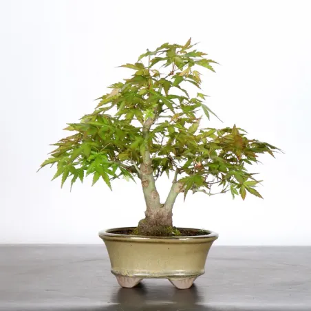 image supplémentaire - Japanese Maple "ACER...