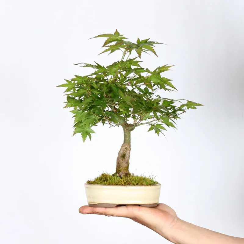 Bonsai Erable Palmatum APS-2-2