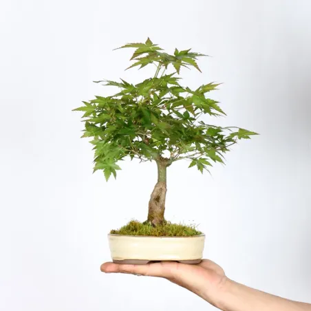 Palmatum Maple Bonsai APS-2-2
