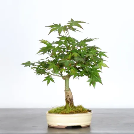 image supplémentaire - Japanese Maple "ACER...