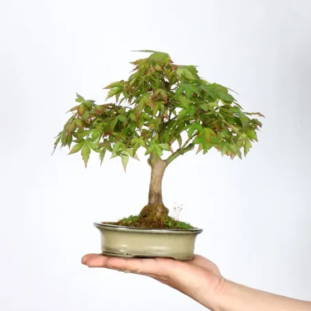 Palmatum Maple Bonsai APS-2-3