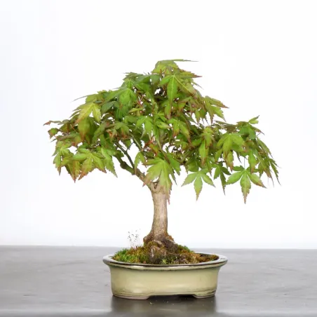 image supplémentaire - Japanese Maple "ACER...