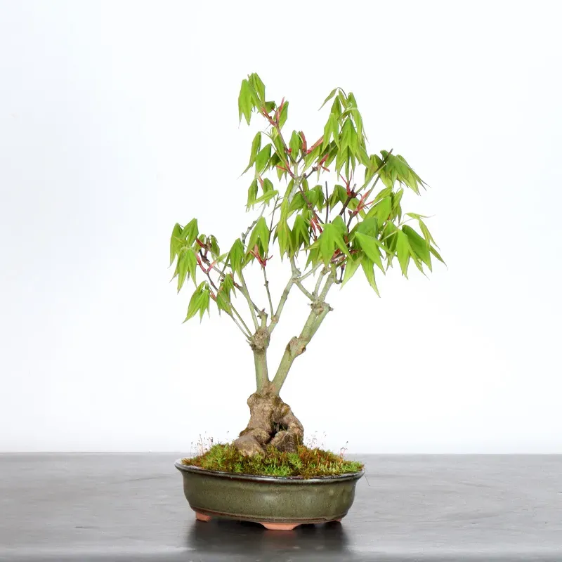 image supplémentaire - Érable du japon "ACER...