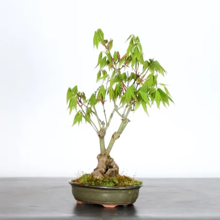 image supplémentaire - Japanese Maple "ACER...