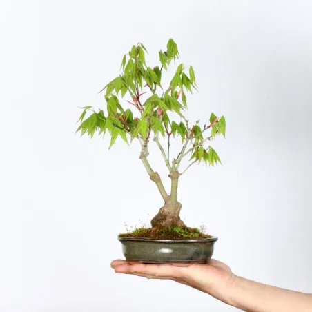 Palmatum Shohin Maple Bonsai APS-2-19