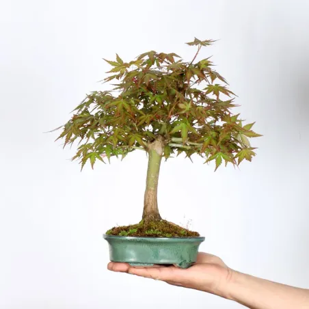 Japanese Maple "ACER PALMATUM SHOHIN" 3-2