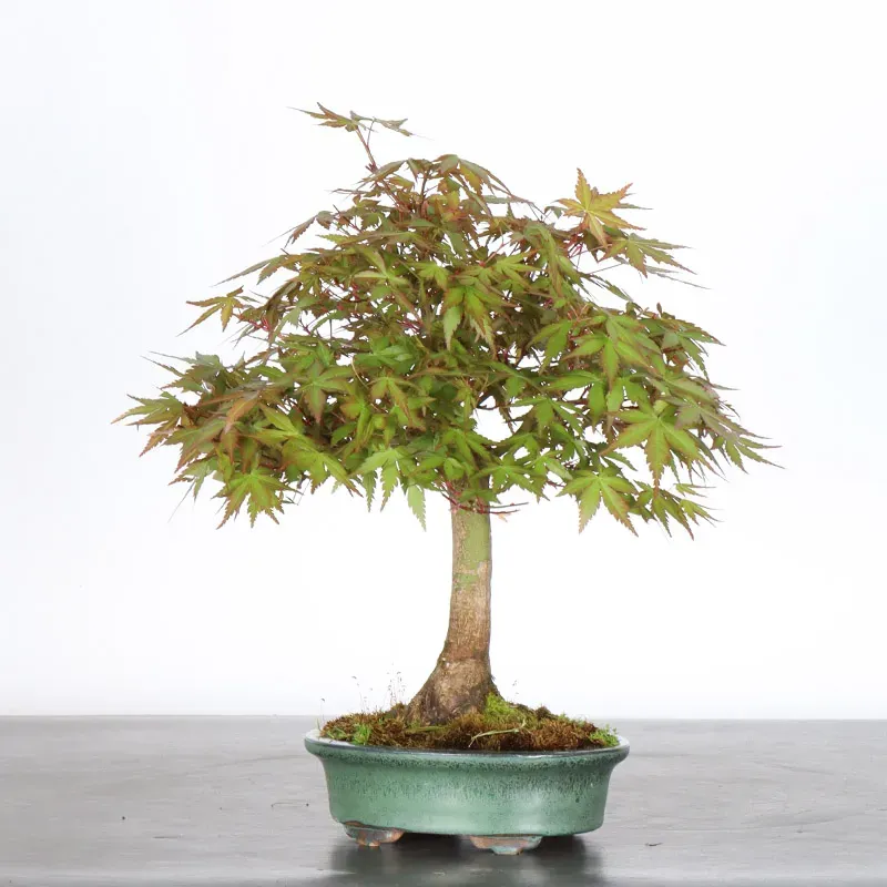 image supplémentaire - ÉRABLE DU JAPON "ACER...