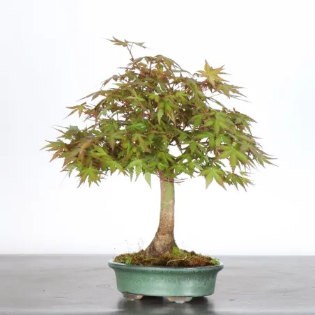 image supplémentaire - Japanese Maple "ACER...