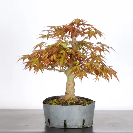image supplémentaire - PREBONSAI ERABLE PALMATUM n°27