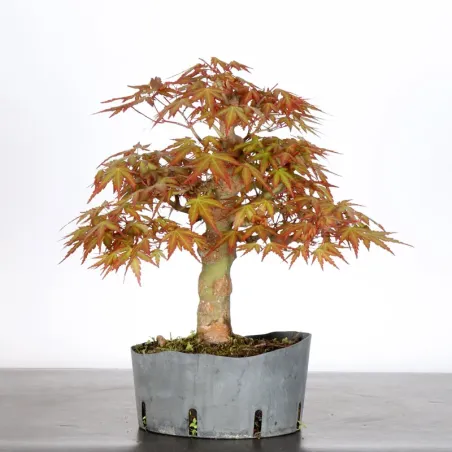 PREBONSAI MAPLE PALMATUM n°27