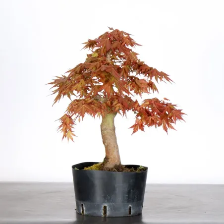 PREBONSAI MAPLE PALMATUM n°14