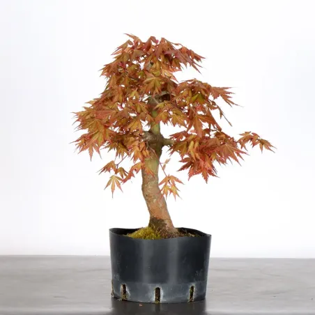 image supplémentaire - PREBONSAI MAPLE PALMATUM n°14