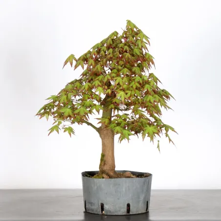PREBONSAI MAPLE PALMATUM n°28