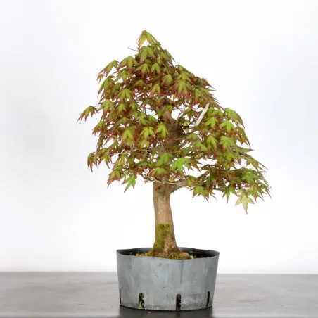image supplémentaire - PREBONSAI ERABLE PALMATUM n°28