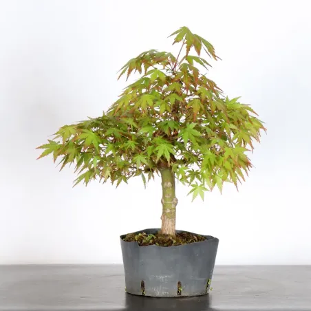 image supplémentaire - PREBONSAI MAPLE PALMATUM n°30