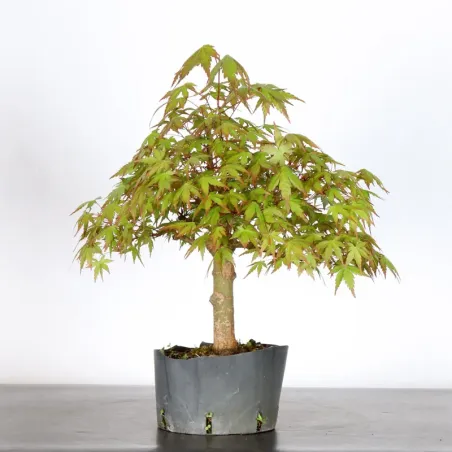 PREBONSAI MAPLE PALMATUM n°30