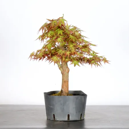 image supplémentaire - PREBONSAI ERABLE PALMATUM n°12