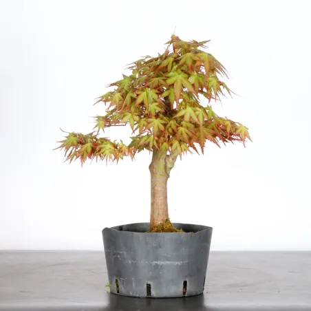 PREBONSAI ERABLE PALMATUM n°12