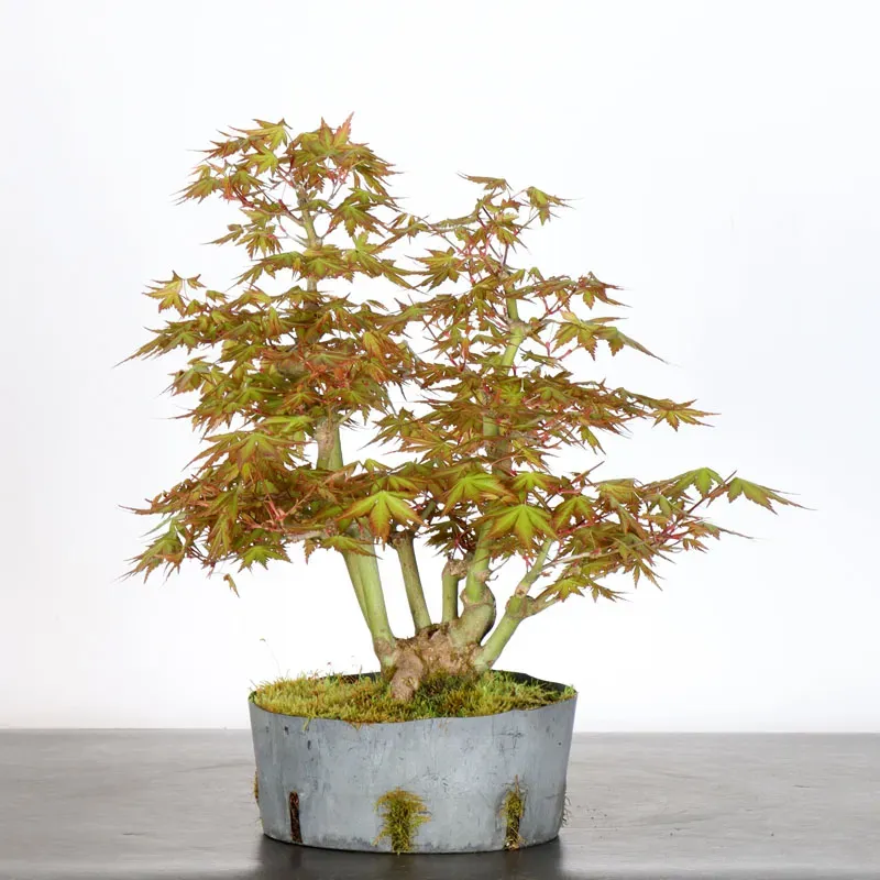 PREBONSAI MAPLE PALMATUM n°8