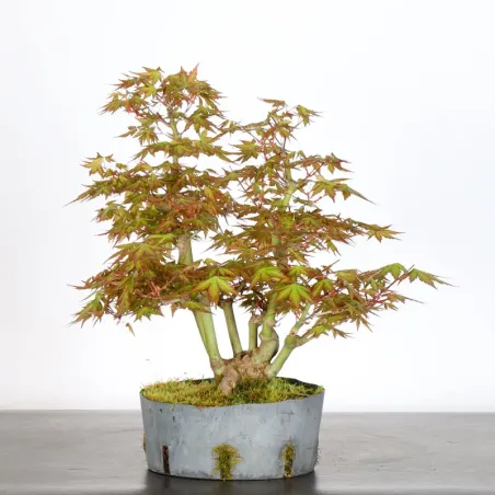 PREBONSAI MAPLE PALMATUM n°8