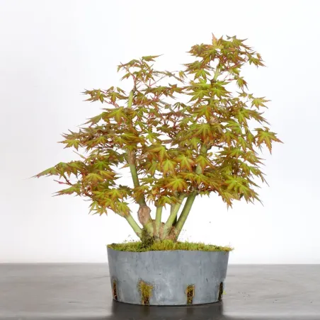 image supplémentaire - PREBONSAI MAPLE PALMATUM n°8