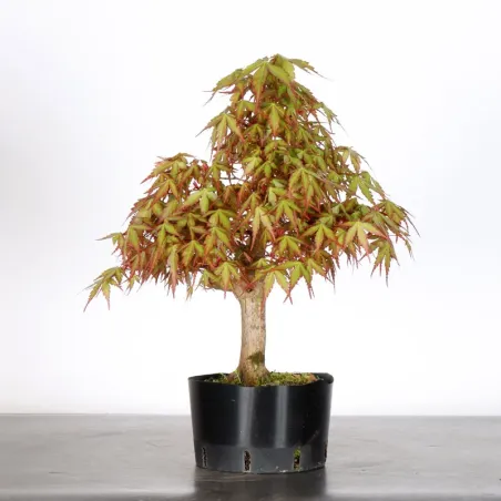 PREBONSAI ERABLE PALMATUM n°19