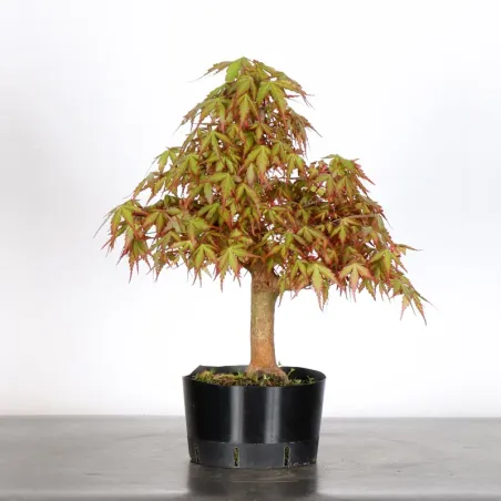 image supplémentaire - PREBONSAI MAPLE PALMATUM n°19