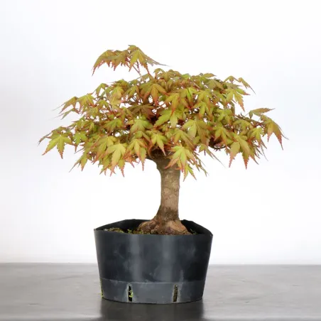 PREBONSAI MAPLE PALMATUM n°22