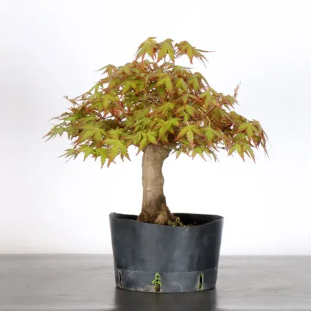 image supplémentaire - PREBONSAI MAPLE PALMATUM n°22