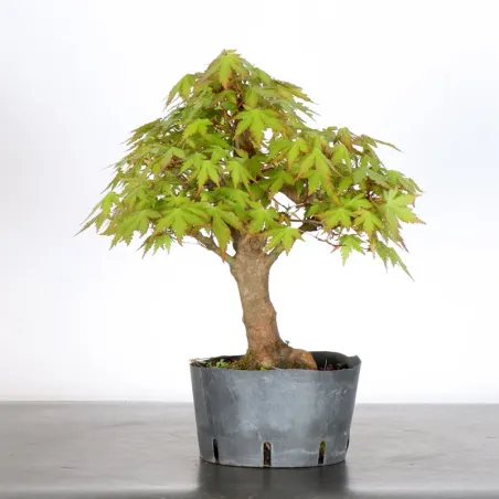 PREBONSAI MAPLE PALMATUM n°18