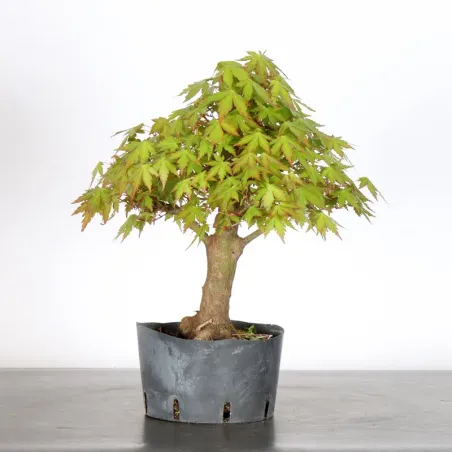 image supplémentaire - PREBONSAI ERABLE PALMATUM n°18