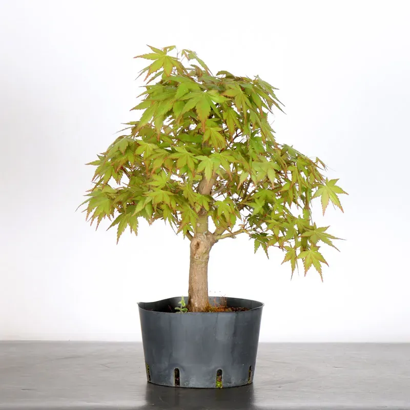 PREBONSAI ERABLE PALMATUM n°21