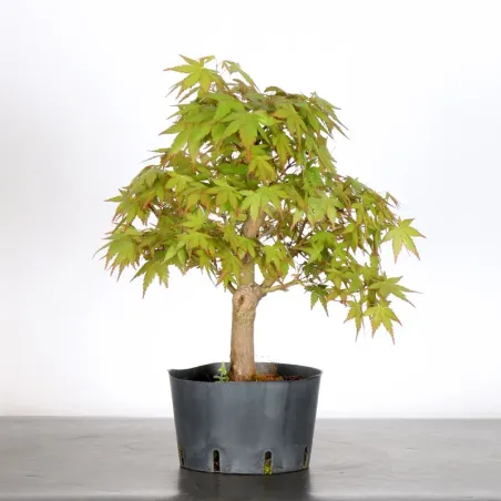 PREBONSAI ERABLE PALMATUM n°21