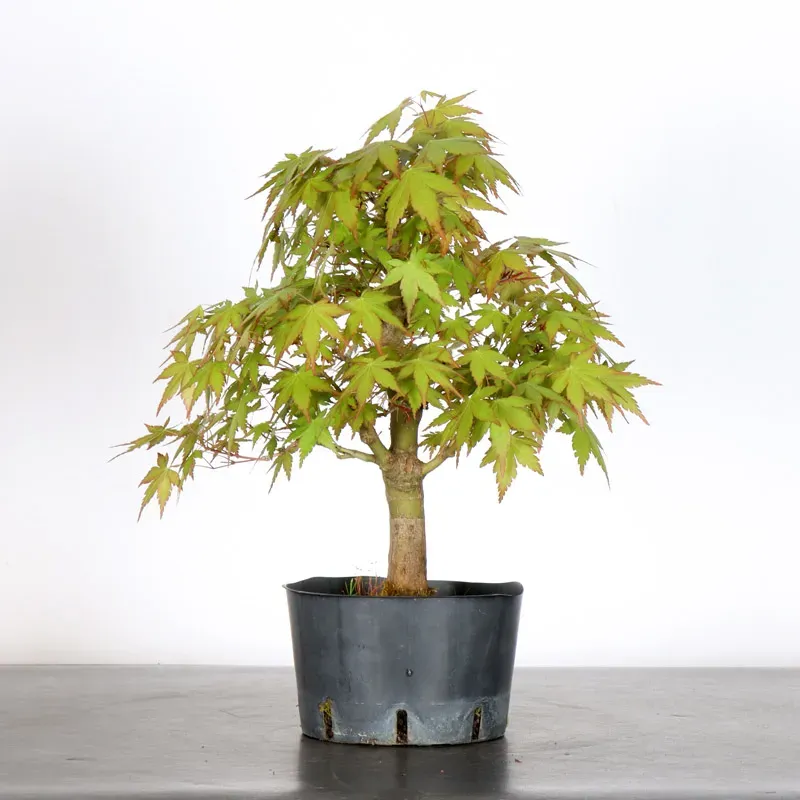 image supplémentaire - PREBONSAI ERABLE PALMATUM n°21
