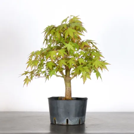image supplémentaire - PREBONSAI MAPLE PALMATUM n°21