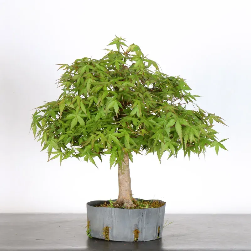 PREBONSAI MAPLE PALMATUM n°5